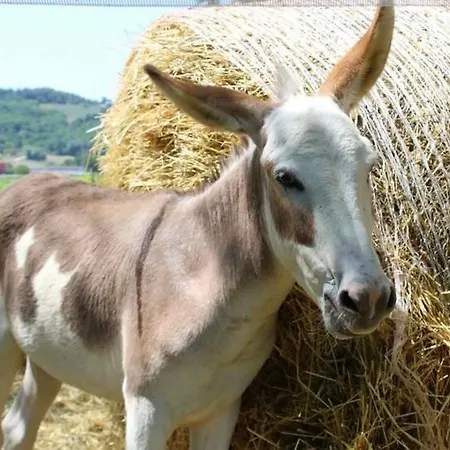 Alojamento de Turismo Rural Borgo Delle Mole
