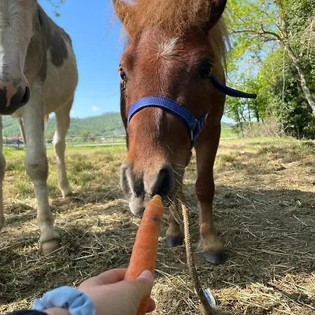 Alojamento de Turismo Rural Borgo Delle Mole *