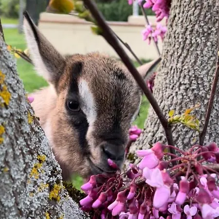 Alojamento de Turismo Rural Borgo Delle Mole