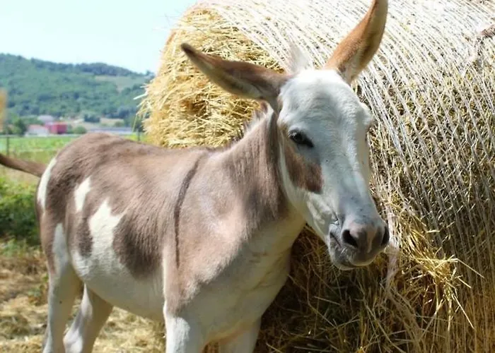 Gospodarstwo agroturystyczne Borgo Delle Mole