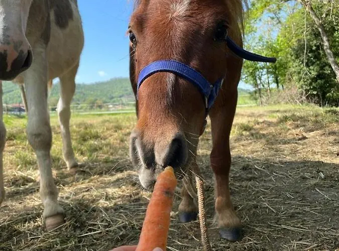 Gospodarstwo agroturystyczne Borgo Delle Mole *